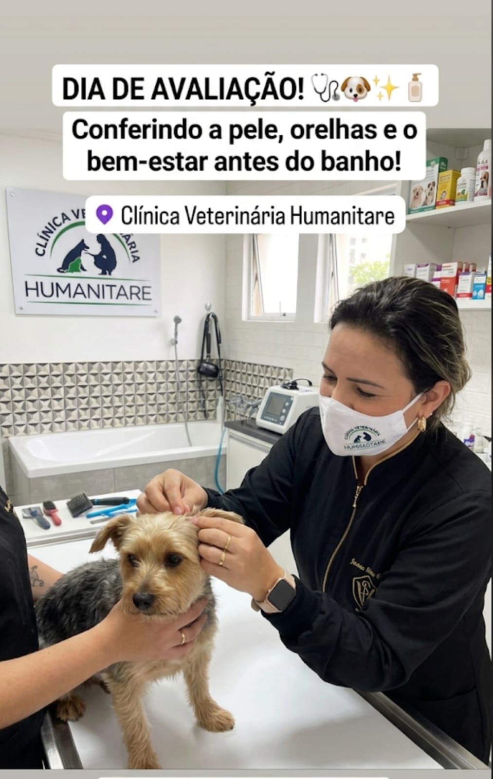 Profissional da Humanitare examina um cãozinho na clínica