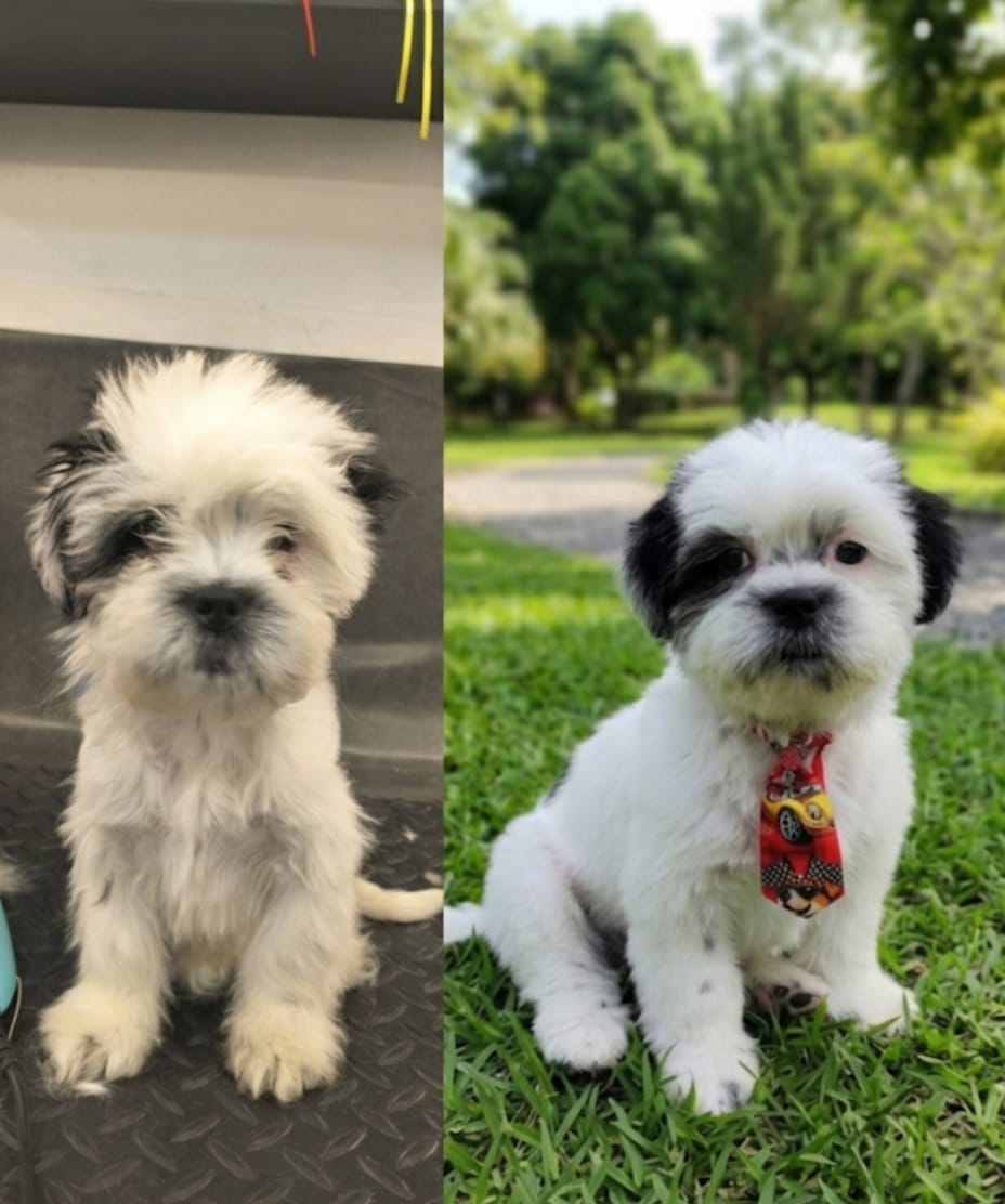 Dois momentos de um cãozinho, antes e depois de cuidados