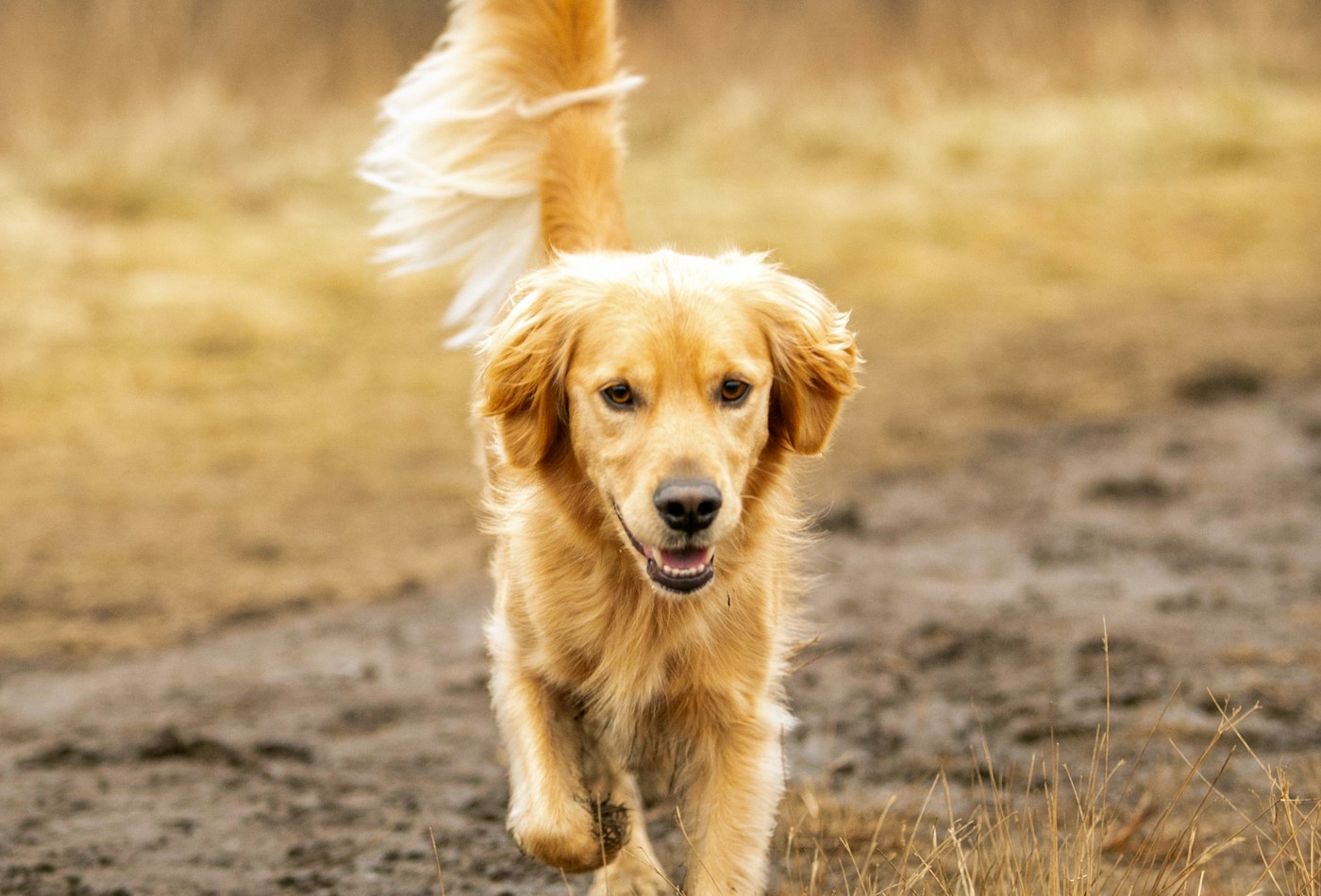 Cachorro feliz ao ar livre, imagem ilustrativa